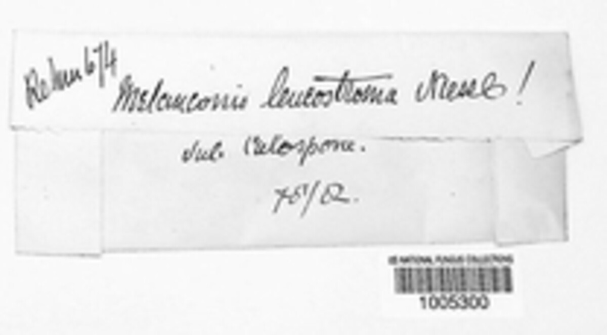 Melanconiella leucostroma image